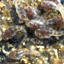 Midshipman Fish with Yolk sac Porichthys notatus