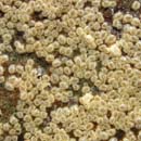 Small Barnacle Cthamalus dalli