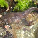 Midshipman Porichthys notatus