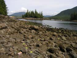 Butze Rapids site with quadrat marked