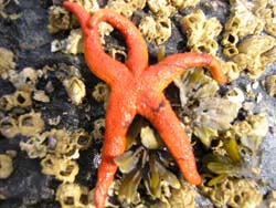 Blood Star Henricia leviuscula