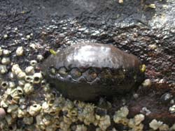 Chiton