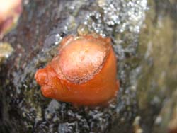 Solitary Tunicate