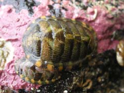 Chiton and Encrusting Coralline Algae