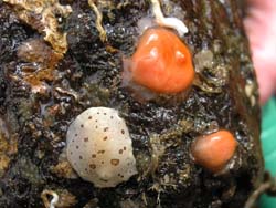 Nudibranch and anemones
