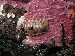 Merten's chiton Lepidozona mertensii and Encrusting Coralline Algae