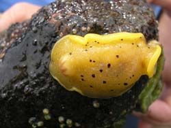 Sea Lemon Archidoris montereyensis