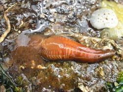 Hairy Gill Worm Thelepus crispus