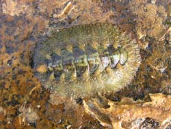Chiton
