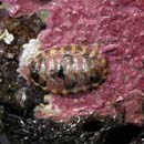 Merten's chiton Lepidozona mertensii