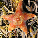 Leather star Dermasterias imbricata