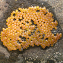 Midshipman Fish Embryos Porichthys notatus