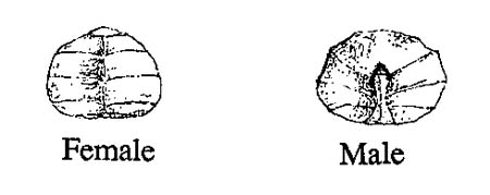 Difference between Female and Male Crab