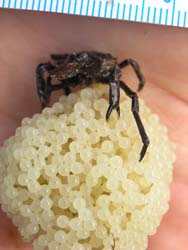 Crab and eggs