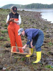 Volunteers and quadrat