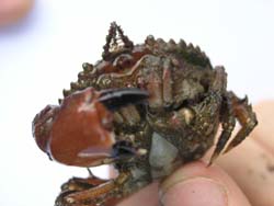 Crab