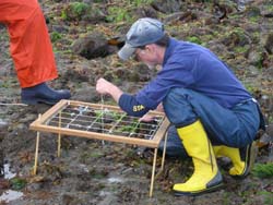 Volunteer and Quadrat