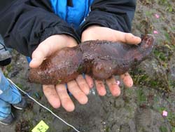 Sea Cucumber