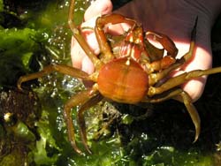 Shield-Backed kelp crab Pugettia producta