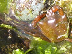 Shield-Backed kelp crab Pugettia producta