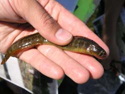 Saddleback gunnel Pholis ornata