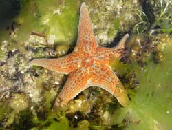 Leather star Dermasterias imbricata