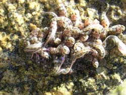 Midshipman Fish with Yolk sac Porichthys notatus