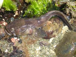 Midshipman Fish Porichthys notatus
