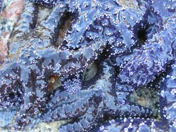 Purple sea star Pisaster ochraceus