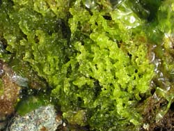 Sea Hair Enteromorpha sp.