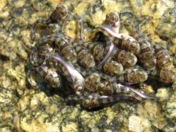 Midshipman Fish with Yolk sac Porichthys notatus