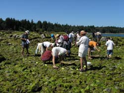 Hornby Island Volunteers and site