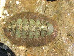 Chiton