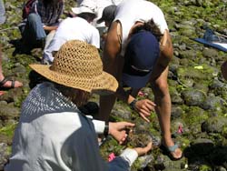 Hornby Island Volunteers