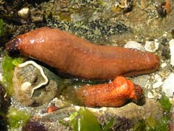 Sea Cucumbers