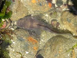 Midshipman Fish Porichthys notatus