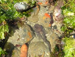 Midshipman Fish Porichthys notatus