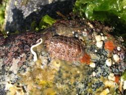 Chiton