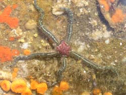 Brittle Star