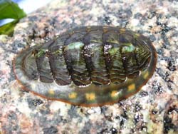 Chiton