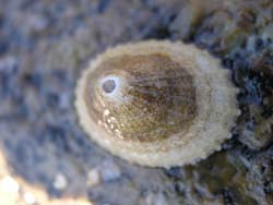 Keyhole Limpet Diadora aspera