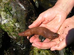 Sea Cucumber