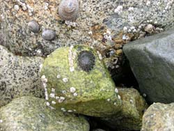 Limpets and barnacles