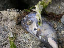 Mussel Shell, Limpet, barnacle