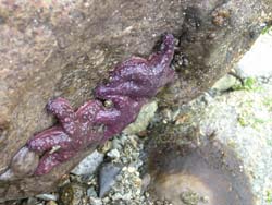 Purple sea star Pisaster ochraceus