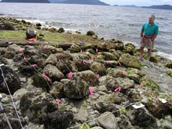 Lion's Bay Quadrat and volunteer