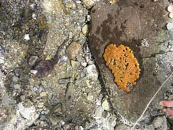 Midshipman Fish and Embryos Porichthys notatus