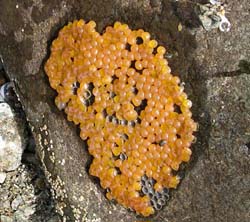 Midshipman Fish Embryos Porichthys notatus