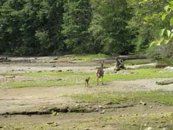 Port Mellon Site and deer