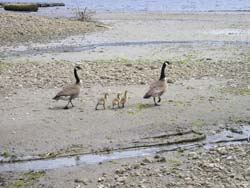 Port Mellon Site and geese